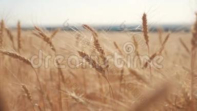 麦田日落景观慢生活方式运动视频.. 农民智慧农业生态理念。 小麦